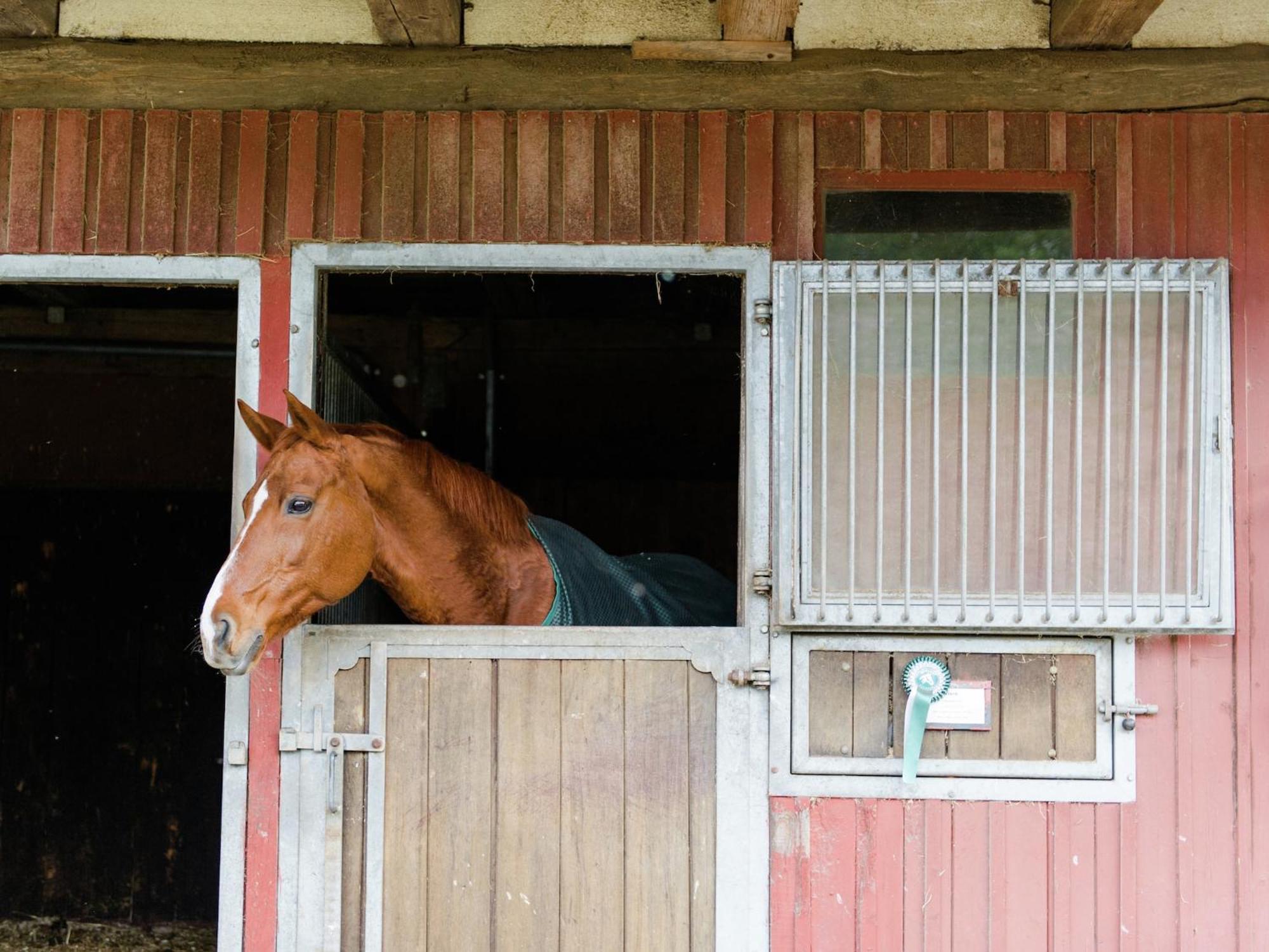Cozy Holiday Home On A Horse Farm In The L Neburg Heath Eschede Exterior photo